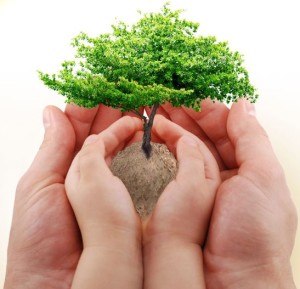 baby tree