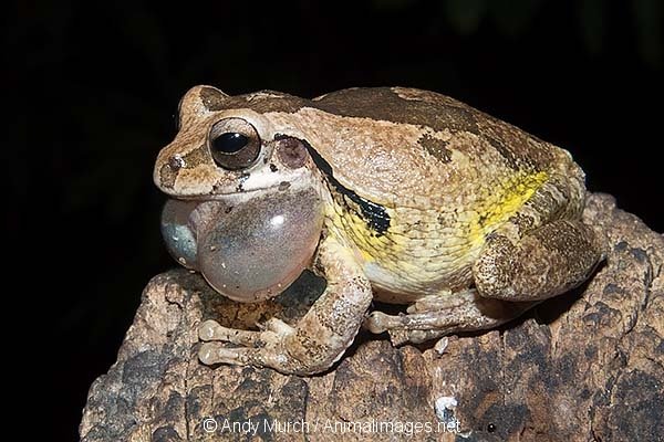 Conoce a Fu Frog, la divertida máquina tragaperras de Zitro, fu frog gratis